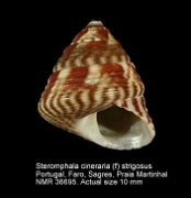 Steromphala cineraria (f) strigosus